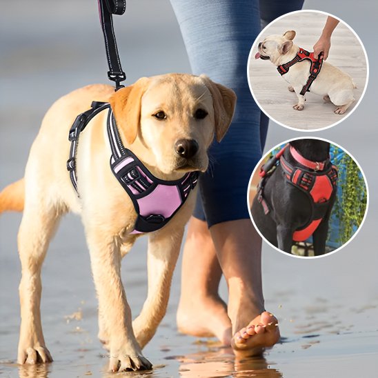 Une personne promène un labrador jaune dans un Harnais pour chien | DuoGrip rose sur la plage, avec des cercles en médaillon montrant un petit chien blanc dans un Harnais pour chien | DuoGrip rouge et un chien noir en orange.