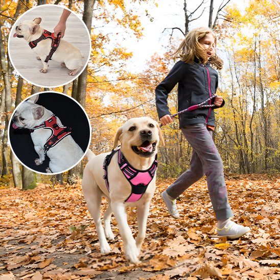 Une jeune fille fait du jogging dans les feuilles d'automne avec un joyeux chien jaune en laisse. Deux encarts circulaires montrent un petit chien blanc portant le harnais rouge Harnais pour chien | DuoGrip sous différents angles.