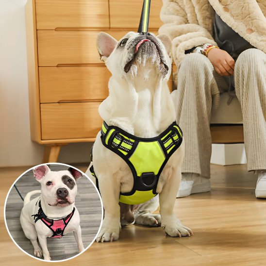 Un bouledogue français blanc portant un Harnais pour chien | DuoGrip jaune vif est assis en laisse à côté d'une personne à l'intérieur. Un encart circulaire en bas à gauche montre un autre chien portant le même harnais en rose.