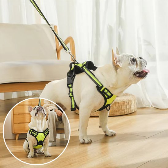 Un bouledogue français blanc modèle le Harnais pour chien | DuoGrip jaune avec la laisse assortie sur un sol en bois ; un encart montre le chien assis et regardant vers le haut.