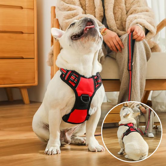 Un bouledogue français blanc portant un Harnais pour chien | DuoGrip est assis sur un plancher en bois près d'une personne vêtue d'un manteau de fourrure. Un médaillon montre le chien regardant la personne, mettant en évidence les détails du harnais DuoGrip.