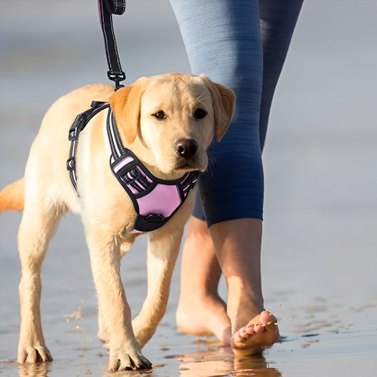 Un labrador jaune portant le harnais DuoGrip marche sur le sable mouillé à côté d'une personne pieds nus en legging bleu tenant la laisse.