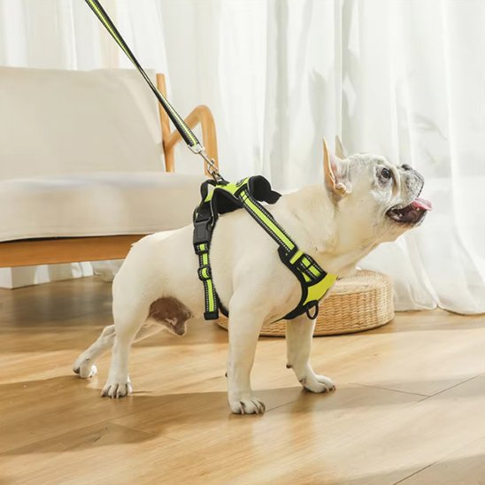 Un bouledogue français porte le Harnais pour chien | DuoGrip en jaune vif, debout sur un plancher en bois à l'intérieur, la langue tirée. Une laisse est attachée, une chaise et des rideaux blancs apparaissent à l'arrière-plan.