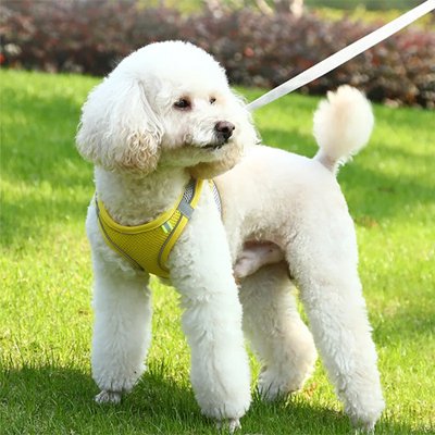 Un caniche blanc portant le Harnais petit Chien | FastFlash en jaune se tient sur de l'herbe verte, regardant sur le côté alors qu'il est en laisse à l'extérieur.