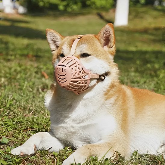 Shiba Inu portant une muselière pour chien beige lors d’une promenade en extérieur