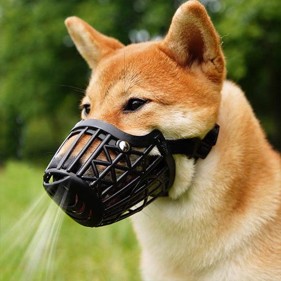 Shiba Inu portant une muselière pour chien noire dans un parc